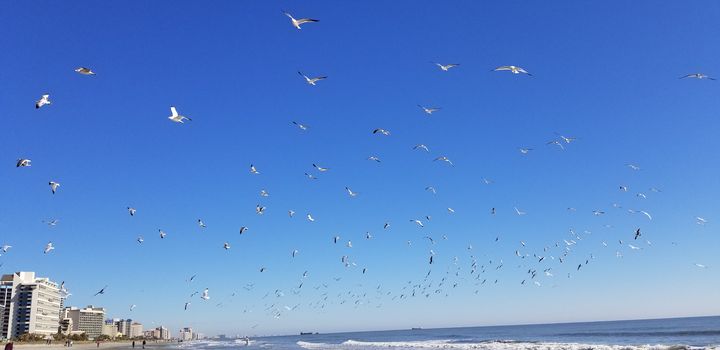 Download 8 schlafzimmer ferienhaus in myrtle beach For Free