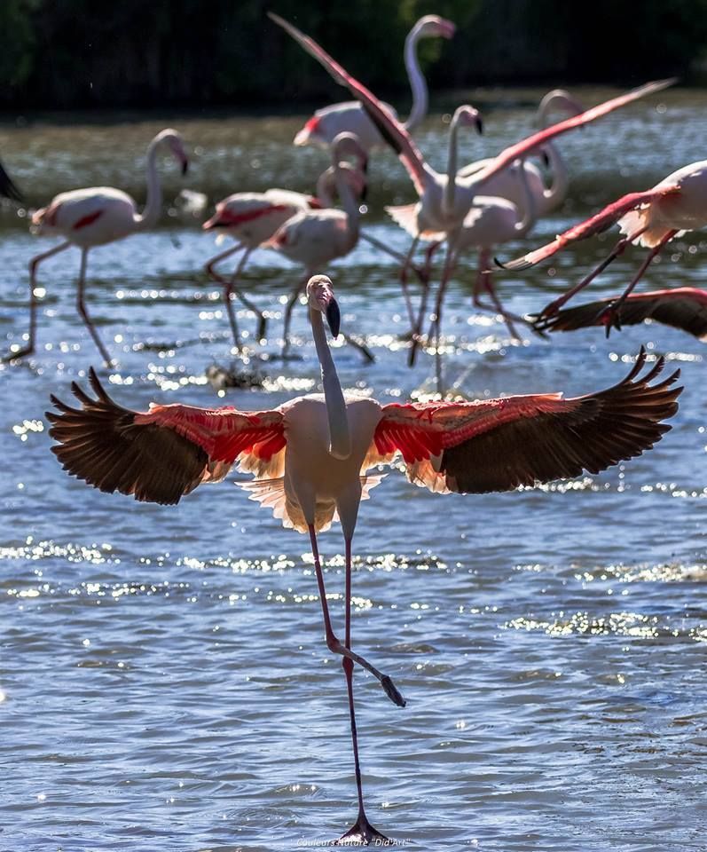 a bicyclette grau du roi